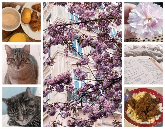 chat, fleur, arbre, boeuf, petit déjeuner, devoir